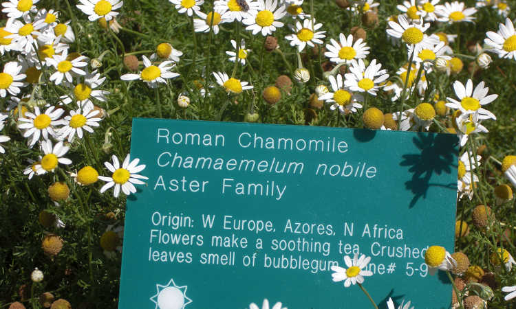 Roman chamomile
