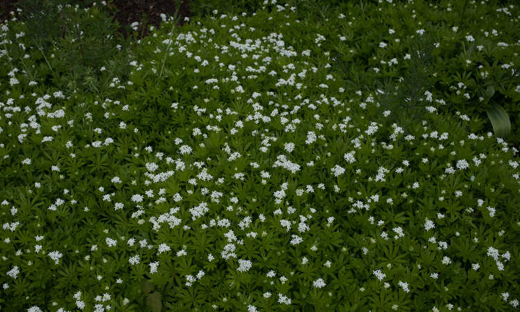 Sweet woodruff