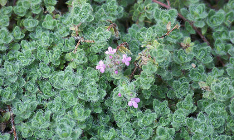 Wooly thyme