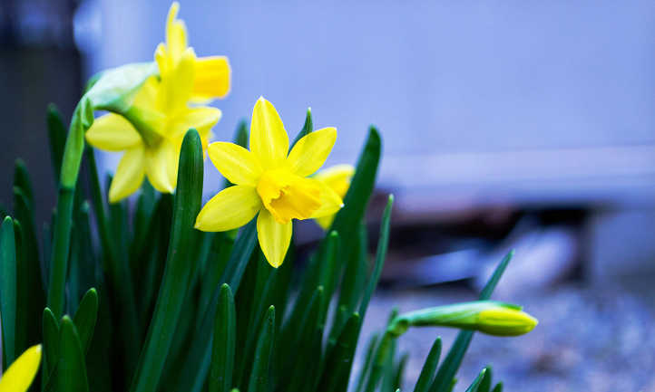 Bright yellow narcissus flowers