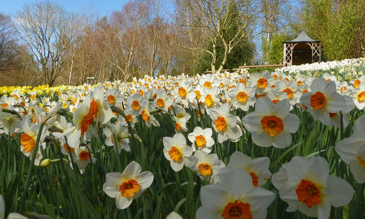 Field of narcissus flowers