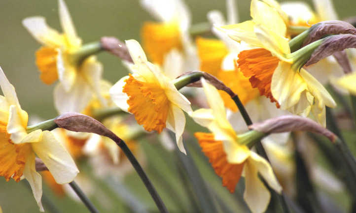 Jonquils