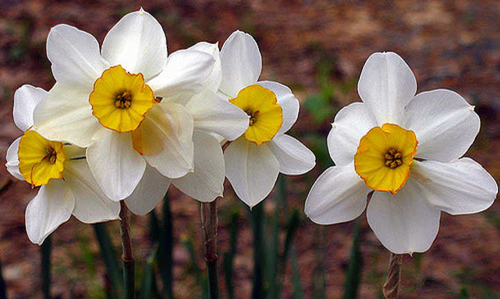 White narcissi with short coronas