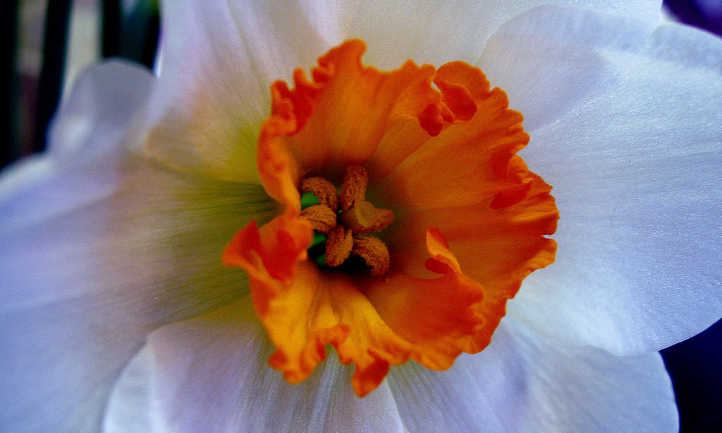 Narcissus flower closeup
