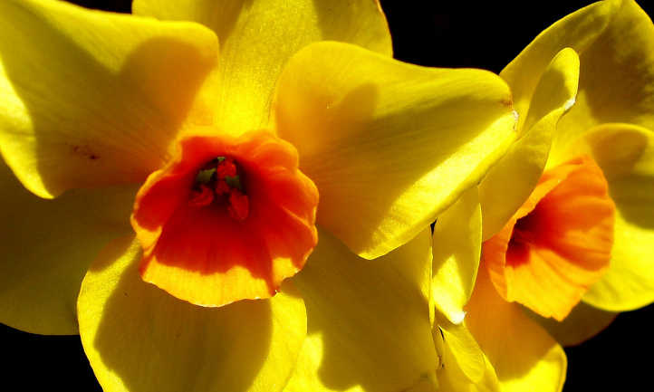 Short corona narcissus flower