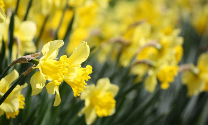 Yellow daffodils