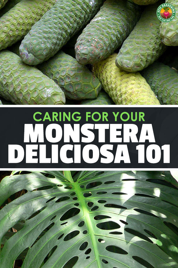 Looking for an exotic plant? Monstera deliciosa, or the \