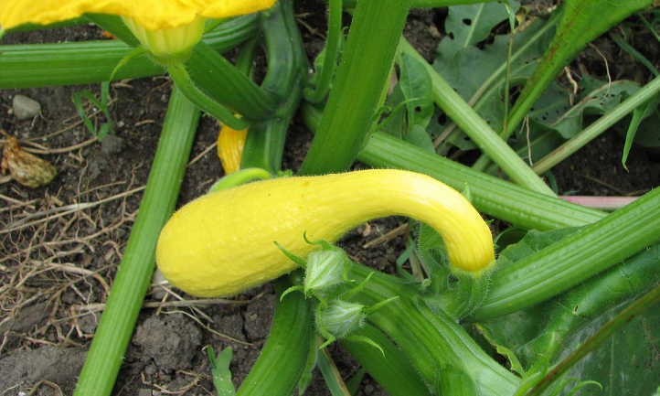 Crookneck squash on plant