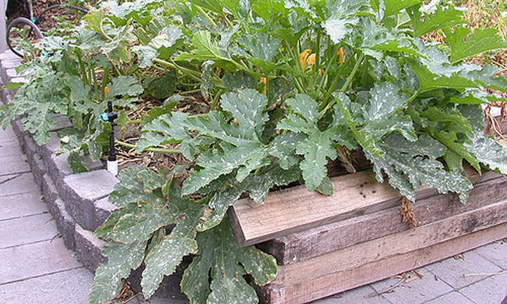 Powdery mildew on summer squash