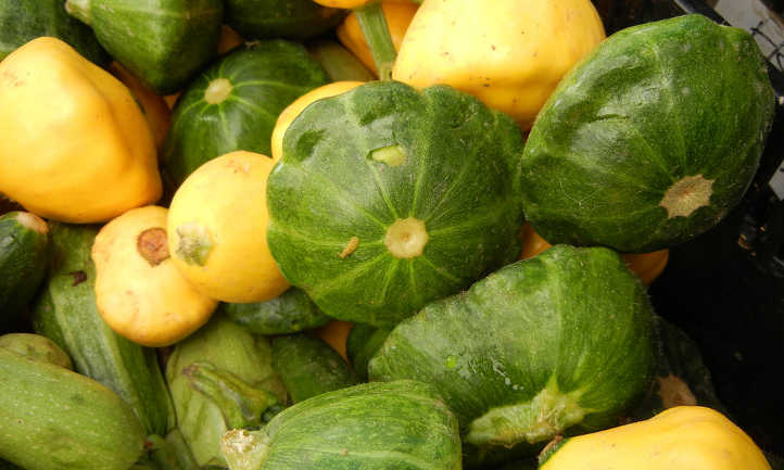 Scalloped squash