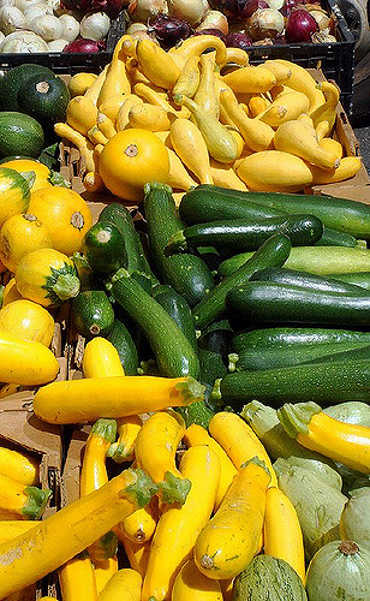 Summer squash bounty