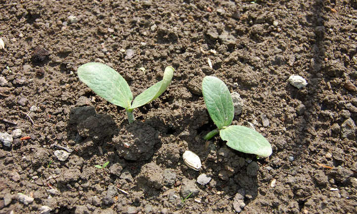Summer squash seedling