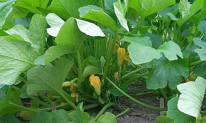 Unripe crookneck squash