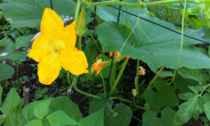 Zucchini flower