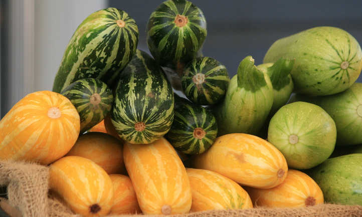 Summer squash selection