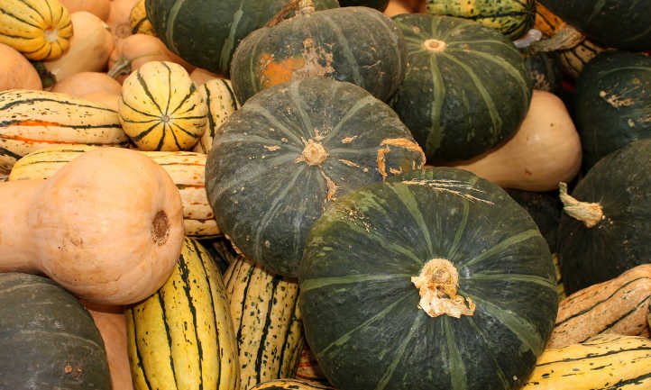 Winter squash