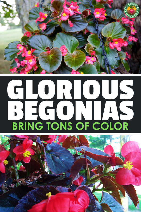 With thousands of begonias to choose from, growing them seems daunting. Our complete growing guide shows you the top tips for healthy plants!