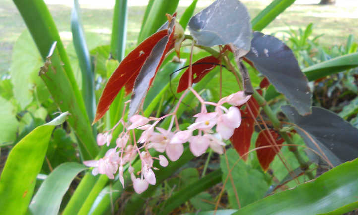 Cane begonia
