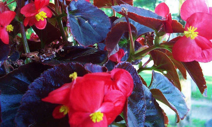 Purple leaf begonias