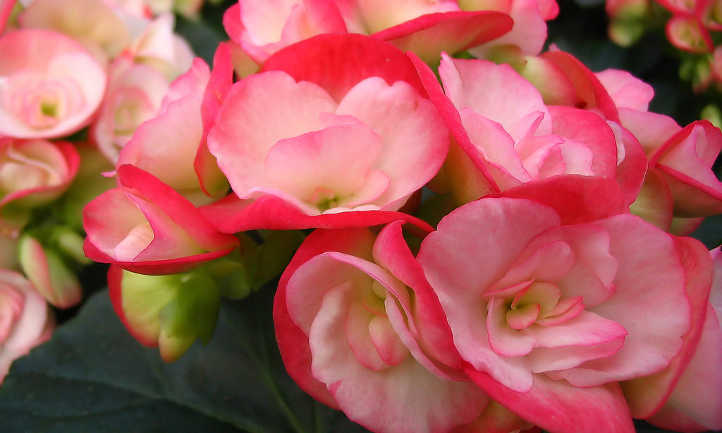 Reiger begonia