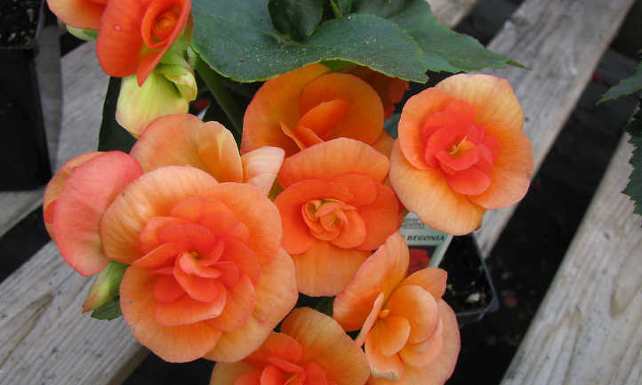 Reiger begonia 'Britt'