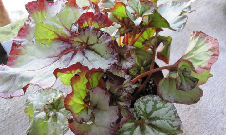 Rex Begonia