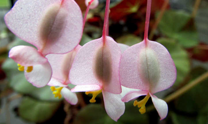 Rhizomatous begonias