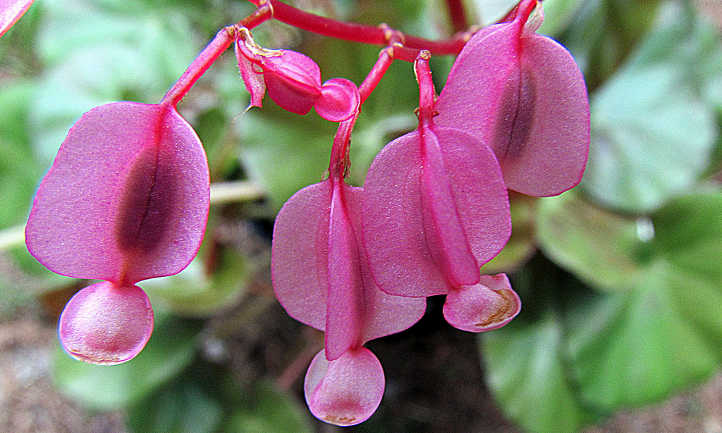 Rhizomatous begonias
