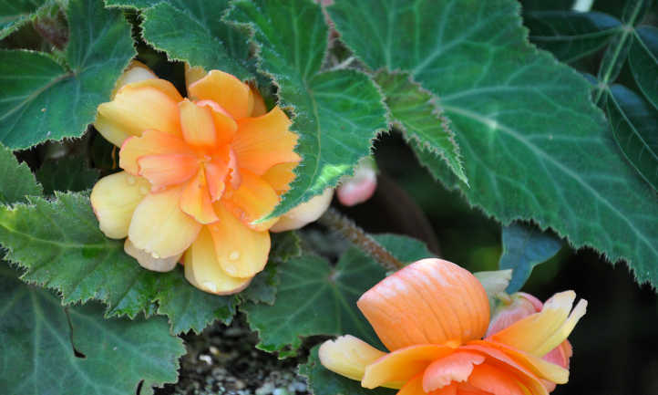 Tuberous begonia
