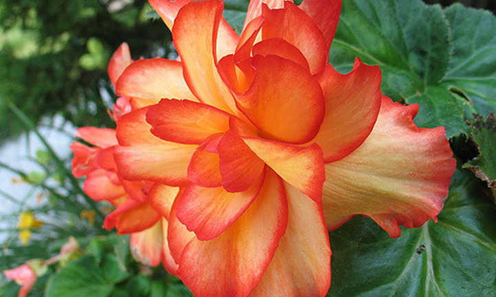 Tuberous begonia flower