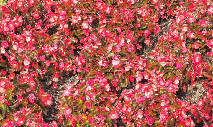 Wax begonia patch
