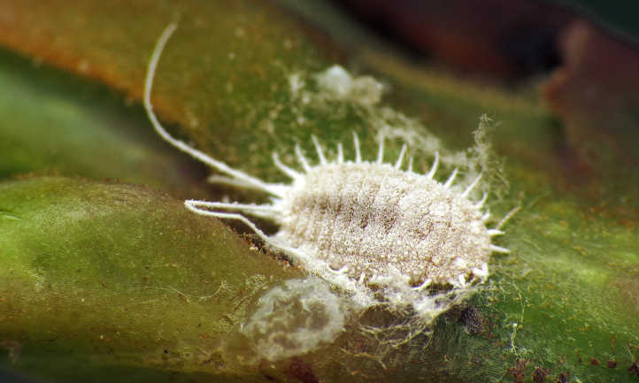 Longtailed mealybug