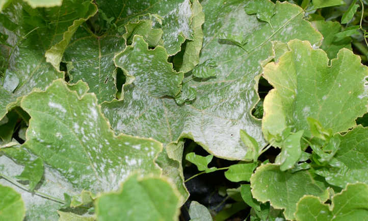 Powdery mildew