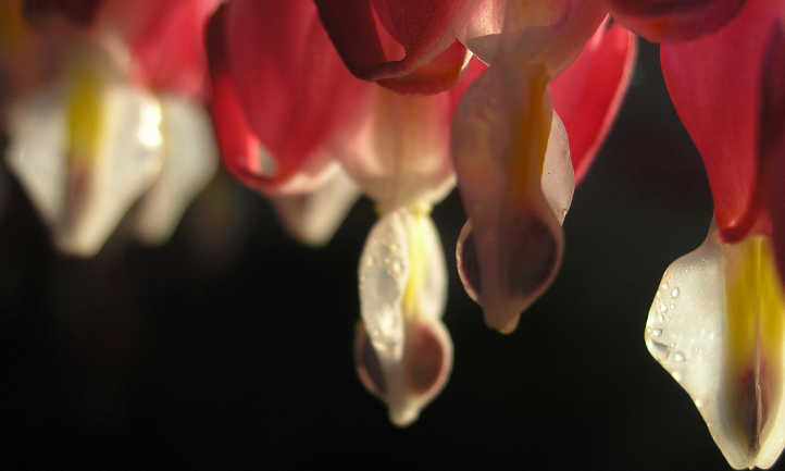 Closeup of bleeding heart droplet