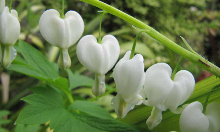 Dicentra spectabilis 'Alba'