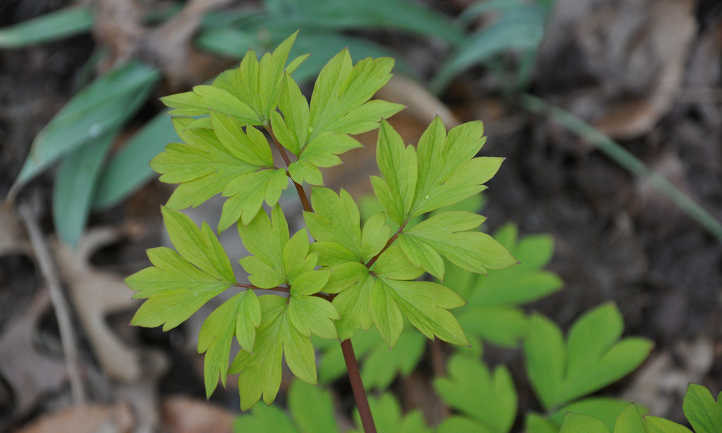 Dicentra spectabilis Gold Heart