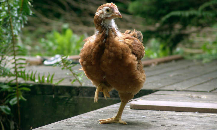 Chicken balancing