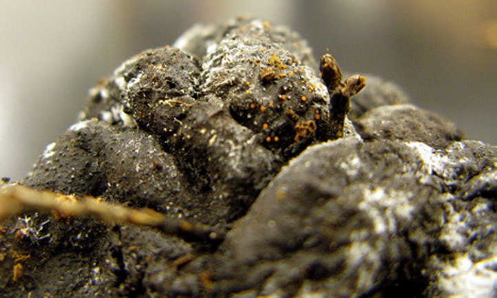 Chicken manure