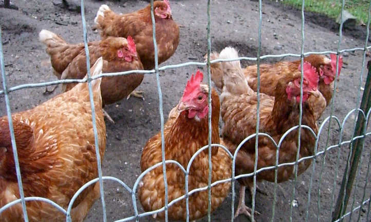 Chickens in chicken run
