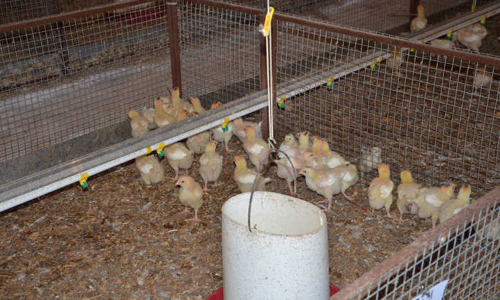 Chicks in pen