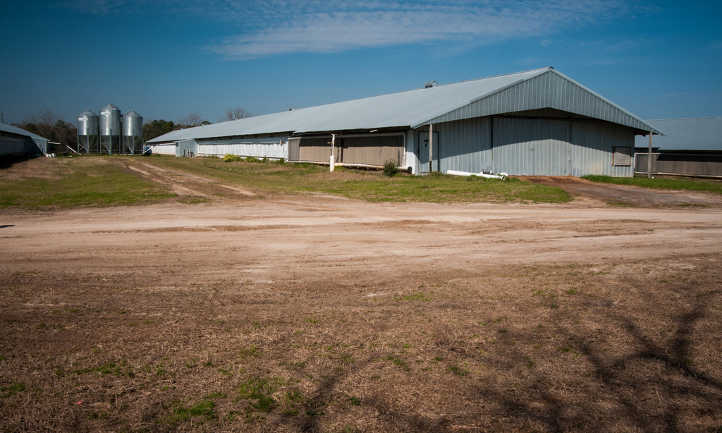 Commercial chicken farm