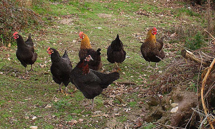 Maran chickens