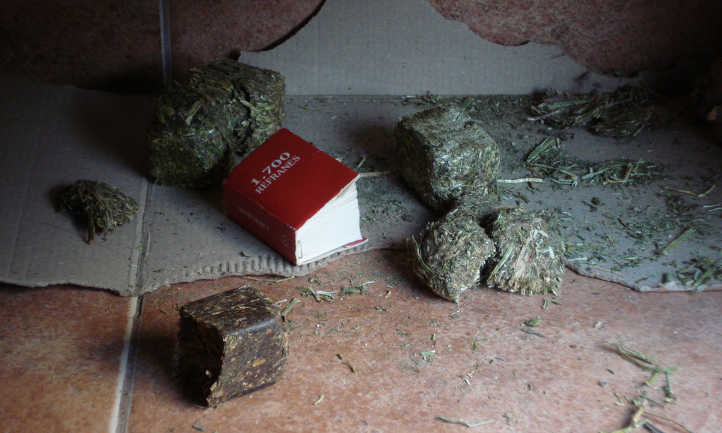 Alfalfa cubes