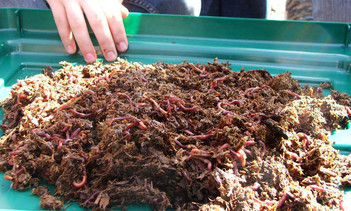 Worms in cow manure