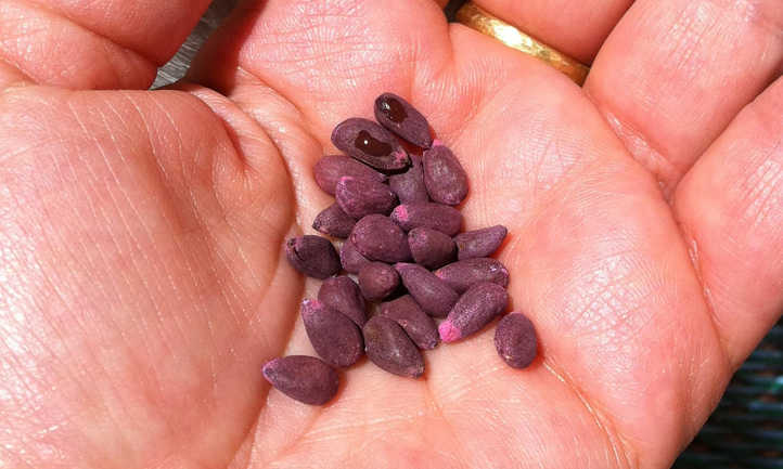 pima cotton seeds