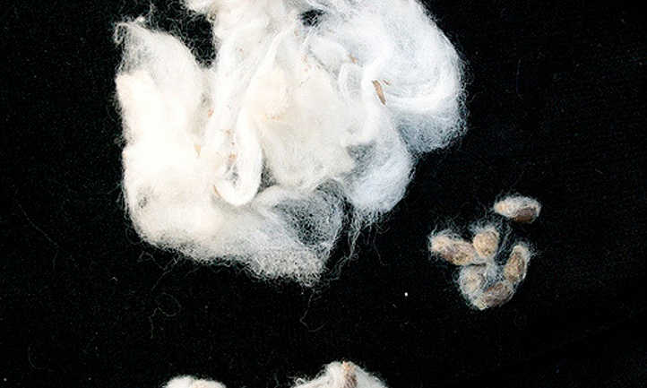 unginned cotton