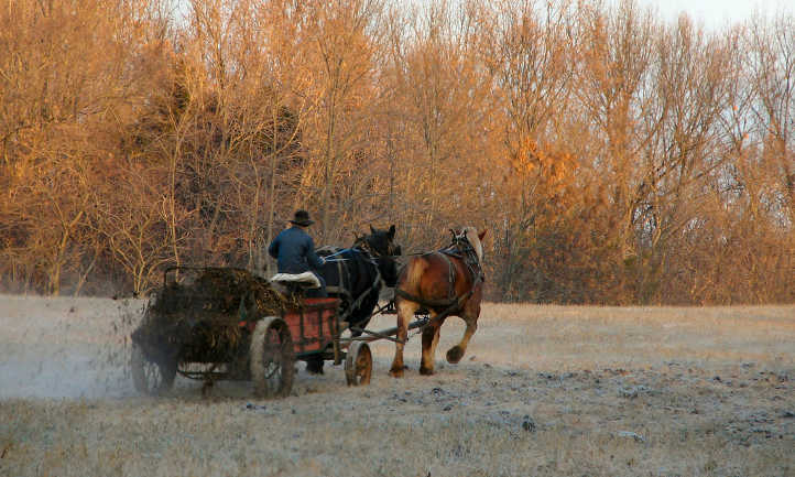 Moving horse manure by wagon