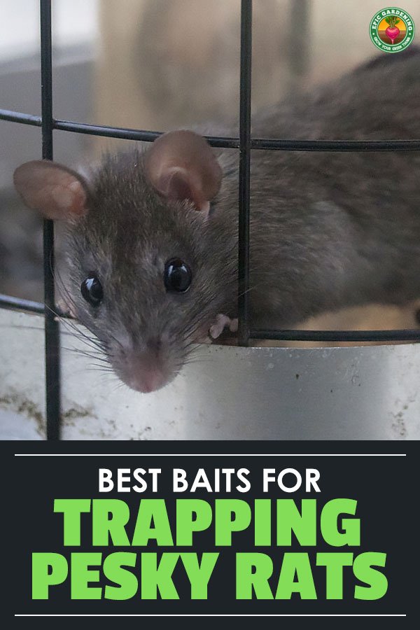 The quest for the best rat bait is never-ending. Here, we'll talk about how baits work, how to use them, and suggest some good options!