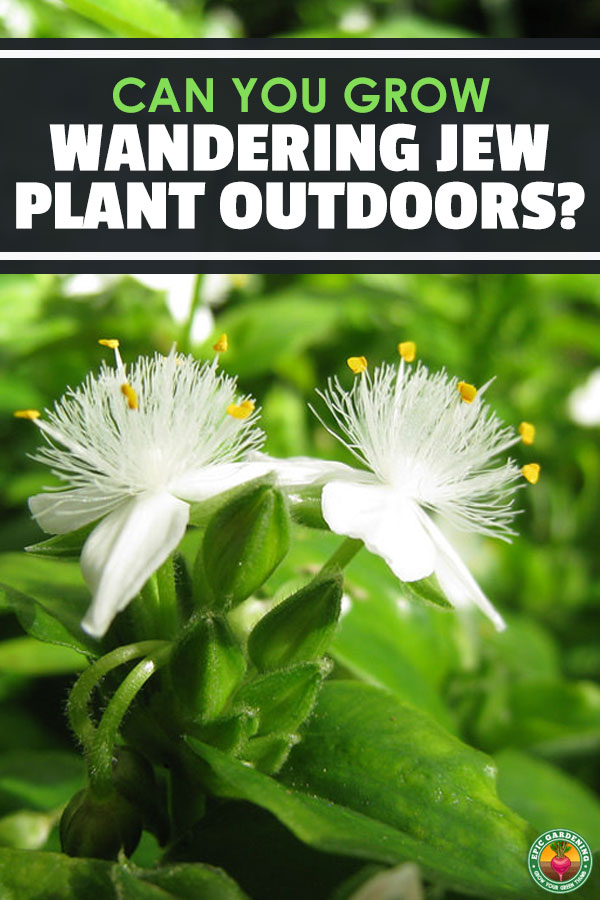 Can you grow wandering jew plant outdoors? The answer is a resounding yes! But there's some tricks to making sure it'll be healthy and happy.