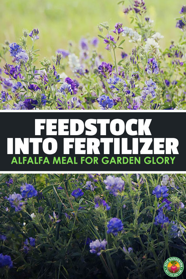 Want something to make your roses redder and your plants flourish? Consider alfalfa meal, a natural fertilizer choice!